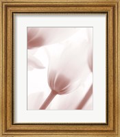 Tulip 1 Fine Art Print