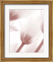 Tulip 1 Fine Art Print