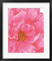 Pink Flower 2 Fine Art Print