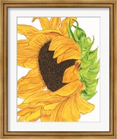 Sunflower 5 Fine Art Print