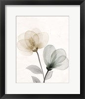 Open Bloom 1 Framed Print