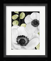 Anemone On Black 1 Framed Print