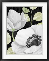 Anemone On Black 2 Fine Art Print