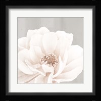 Neutral Peony 2 Framed Print