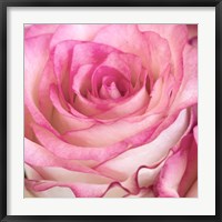 Strength Rose 3 Fine Art Print