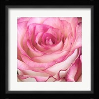 Strength Rose 3 Framed Print