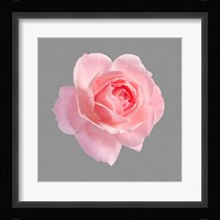 Trust Rose 2 Framed Print