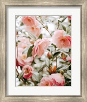 Moody Pink FLorals Fine Art Print