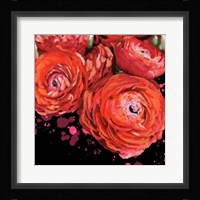 Fiery Ranunculus Fine Art Print