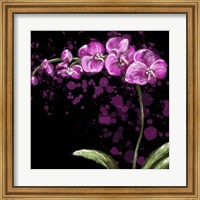 Fuschia Orchid Fine Art Print