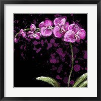 Fuschia Orchid Fine Art Print