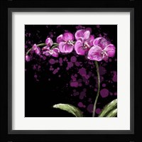 Fuschia Orchid Fine Art Print