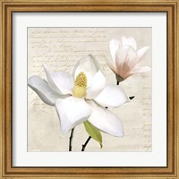 Ivory Magnolia I Fine Art Print