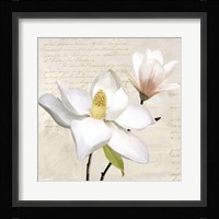 Ivory Magnolia I Framed Print