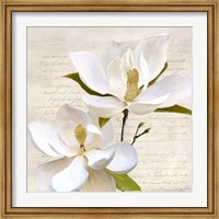 Ivory Magnolia II Fine Art Print