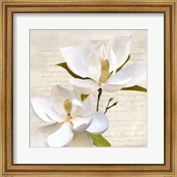 Ivory Magnolia II Fine Art Print