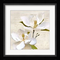 Ivory Magnolia II Framed Print
