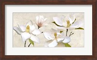 Ivory Magnolia Fine Art Print