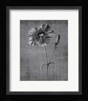 Tranquil Botanical 31 Fine Art Print