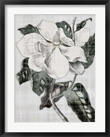 Southern Magnolia 1 Fine Art Print