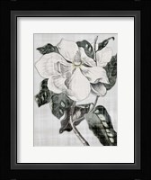Southern Magnolia 1 Fine Art Print