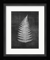 Astor Fern 1 Fine Art Print