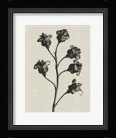 Fern Triptych 2 Fine Art Print