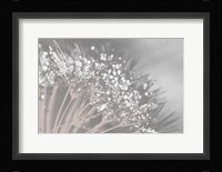 Dandelion 2 Fine Art Print