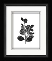 Pressed 1 Framed Print