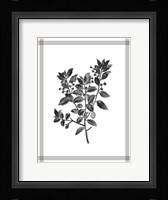 Pressed 2 Framed Print