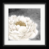 White Peony Fine Art Print