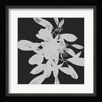 Botanical Dark 2 Fine Art Print