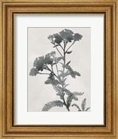 Shadowed Botanical Fine Art Print