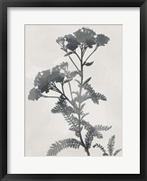 Shadowed Botanical Fine Art Print