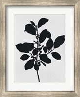 Silhouetted Inverted Growth 2 Fine Art Print