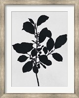 Silhouetted Inverted Growth 2 Fine Art Print