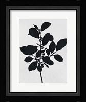 Silhouetted Inverted Growth 2 Framed Print