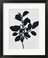 Silhouetted Inverted Growth 2 Framed Print