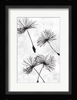 Dandelion Flight 1 Framed Print