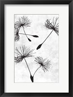 Dandelion Flight 2 Framed Print