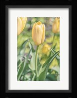 Obsequious Traditions Fine Art Print