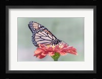 Pristine Desire 1 Fine Art Print