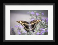 Pristine Desire 2 Fine Art Print