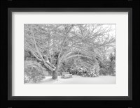 Aboretum December 2 Fine Art Print