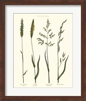 Herbal Botanical Study I Ivory Fine Art Print