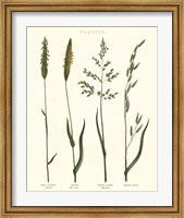 Herbal Botanical Study I Ivory Fine Art Print