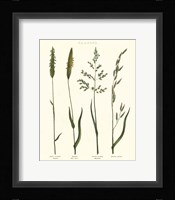 Herbal Botanical Study I Ivory Framed Print
