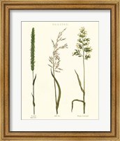 Herbal Botanical Study II Ivory Fine Art Print