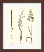 Herbal Botanical Study II Ivory Fine Art Print