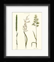 Herbal Botanical Study II Ivory Fine Art Print